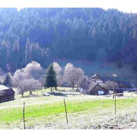 Ferienhaus Schwarzwald Seewald Erzgrube Badesee 100% Natur, hotel in Seewald