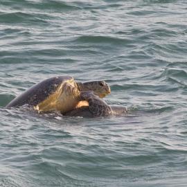 Turtle Paradise