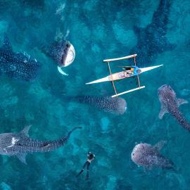 Sharky Hostel Oslob، فندق في أوسلوب