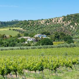 Dattilo Wine Relais, hotel en Torre Melissa