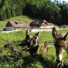 Ferienwohnung Hochsteinalm, hotel en Traunkirchen