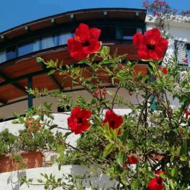 Strofi House