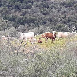 Country lodging in Manot, hotel u gradu 'Manot'