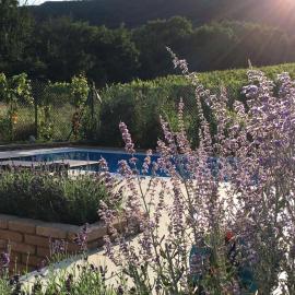 cottage with private swimming pool, hotell i Pavlov