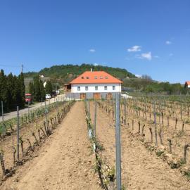 Somló Kolonics Kúria, hotel in Somlóvásárhely