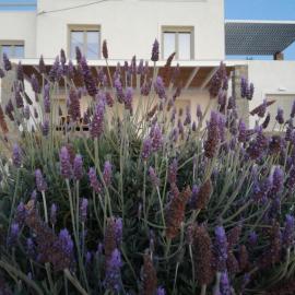 Nesaea seafront house