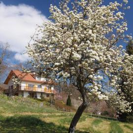 Le Merle Enchanteur, Hotel in Paladru