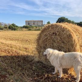 Agriturismo La Palascìa Masseria Agreste, hotel em Otranto