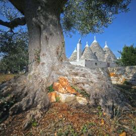 Trulli Foggia dell'Albero, hotel in Polignano a Mare