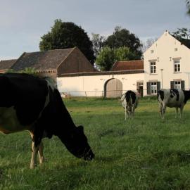 La Vache Contente