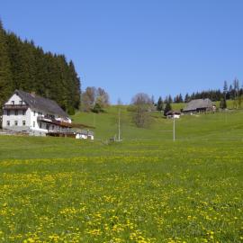Gasthaus Pension Donishäusle, hotel in Titisee-Neustadt