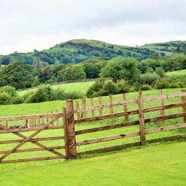 The Orchards