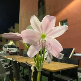 Restaurant & Rooms Cabrit, hotel Sant Mateuban