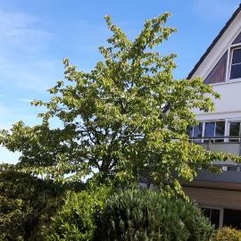 Wellenberg, hotel i Breege