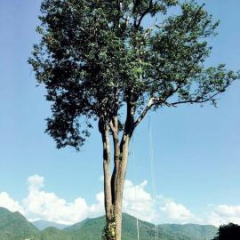 Mari Pai Resort, hotel Pajban