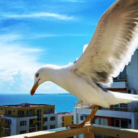Sea View Panoramic Apartments, Fort Noks Crown Club