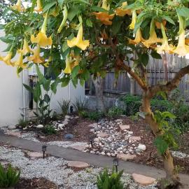 Remodeled Cottage in Berkeley/Oakland Rockridge, hotell i Oakland