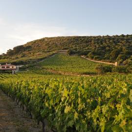 Casa nel vigneto con vista mare