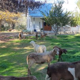 Shepherd's Cottage, hotel in Nieu-Bethesda