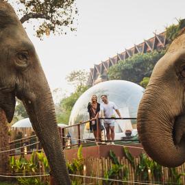 Anantara Golden Triangle Elephant Camp & Resort, hotel a Golden Triangle