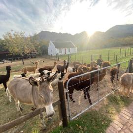 Alpaca Inn, hotel in Montagu