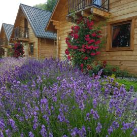Domki Polanica, hotel in Polanica-Zdrój
