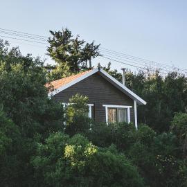 Live in the woods