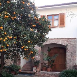 L'arancio Antico