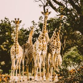 Lodge @ Bankenkloof Private Game Reserve、Tierpoortのホテル