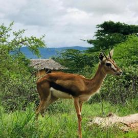 Oldonyo Orok Lodge, hotel a Mailua