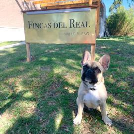 Fincas del Real, khách sạn ở Colonia del Sacramento
