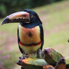 Tilarán에 위치한 호텔 La Ceiba Tree Lodge