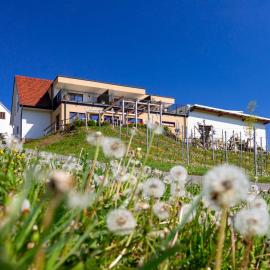 Weingut und Gästezimmer Perner