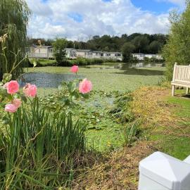 Lilly Pad
