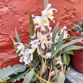 Bhattidanda Fresh & Natural Homestay