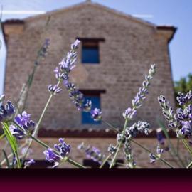 L'Alboreto Salvatico Homestay, hotel in Serra San Quirico