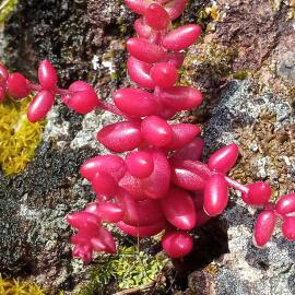 Arcamyrtus
