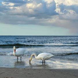 Kleine FeWo in Heringsdorf auf der Insel Usedom, hotel em Heringsdorf