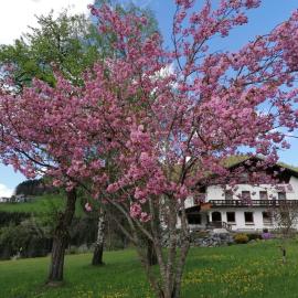 Sinsamreith, Familie Ensmann, hotel in Göstling an der Ybbs