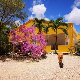 Roadrunner-Bonaire