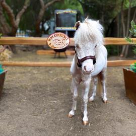 The Pony Experience; Glamping with Private Petting Zoo, hotel Temeculában