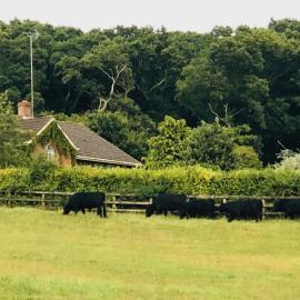 Yellowham Farm, Dorchester, Hotel in Yellowham Wood