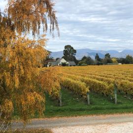 Vineyard Cottage in Blenheim on the Golden Mile, ξενοδοχείο σε Blenheim