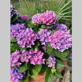 Casetta dei fiori โรงแรมในลีวอร์โน