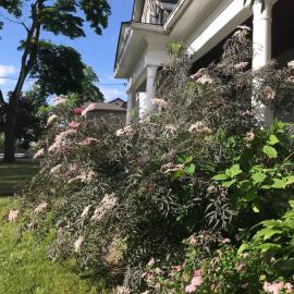 WHITE SWAN House