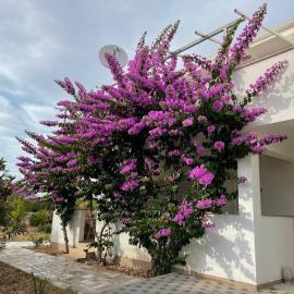 NOVALJA APARTMENTS by NENA