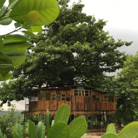 A Treehouse grows in Kolad