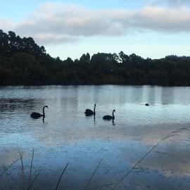 Calm Swan Villa