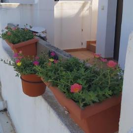 Condado de alhama, naranjos 8