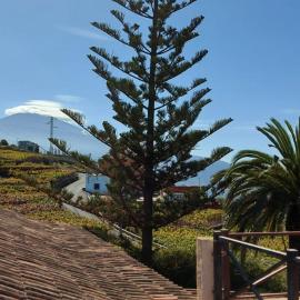 Casa Canarina